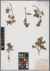 Foto von Salix aurita L.